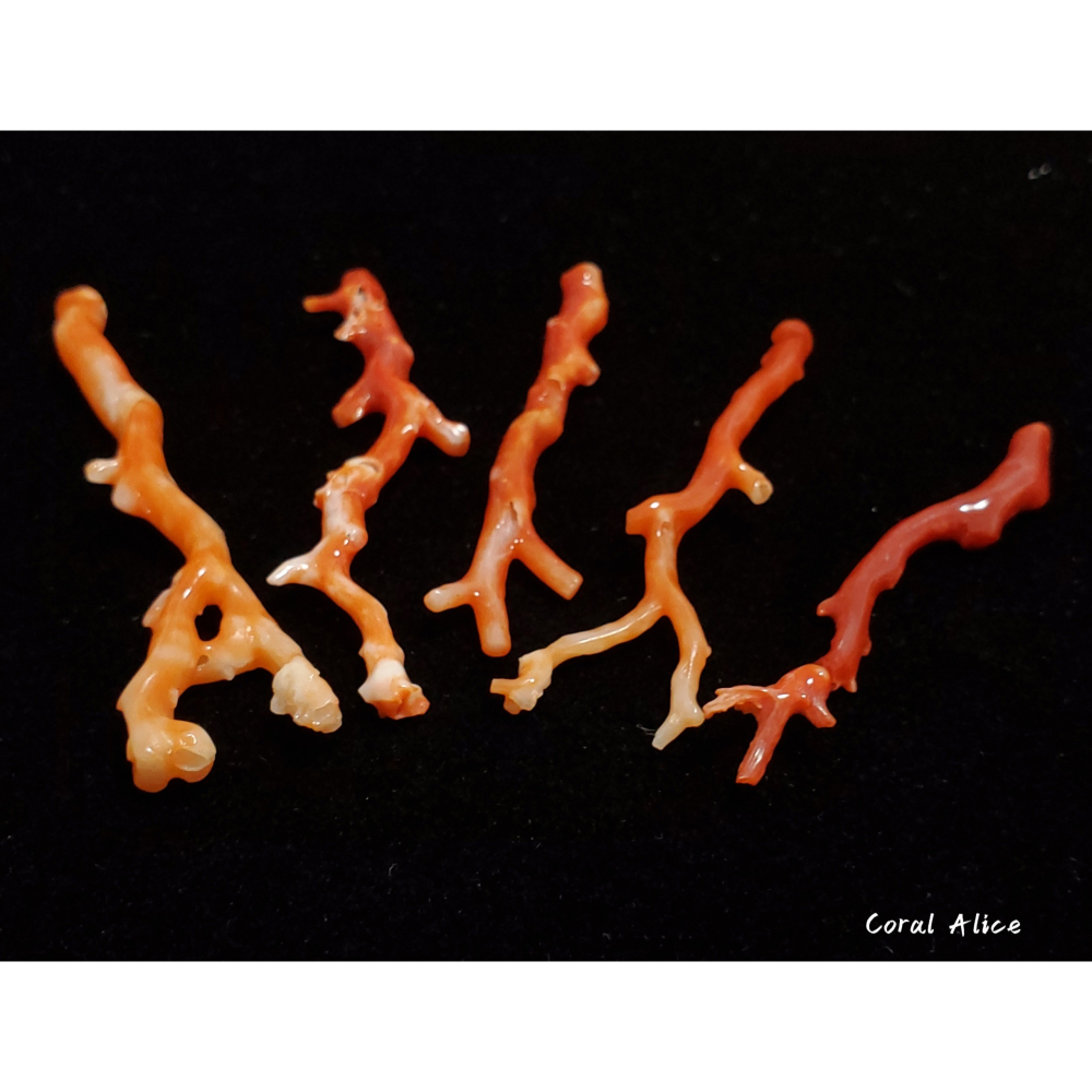 🌟Coral珊寶手作-天然阿卡珊瑚紅珊瑚自然枝(無孔)58.7-68.6mm CO2P1-159-細節圖5