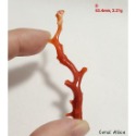 🌟Coral珊寶手作-天然阿卡珊瑚紅珊瑚自然枝(無孔)58.7-68.6mm CO2P1-159-規格圖11