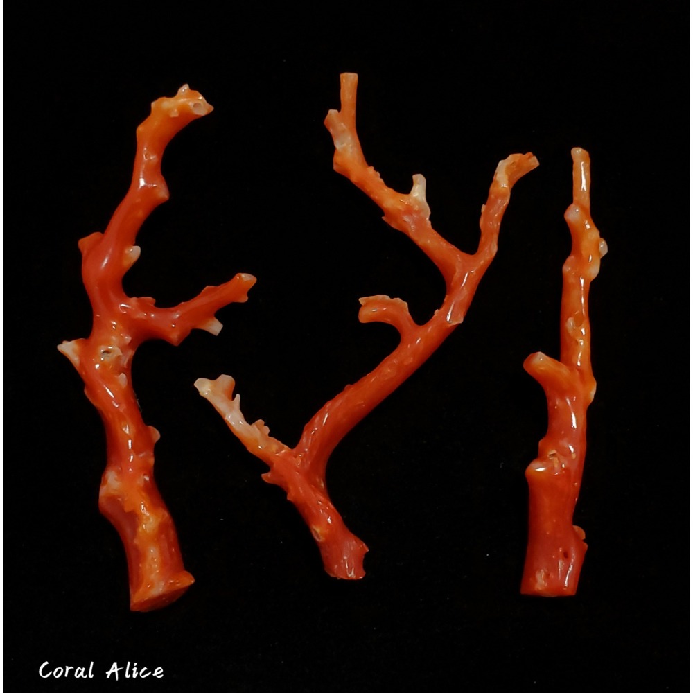 🌟Coral珊寶手作-天然阿卡珊瑚自然枝(已拋光) CO2P1-154-細節圖5