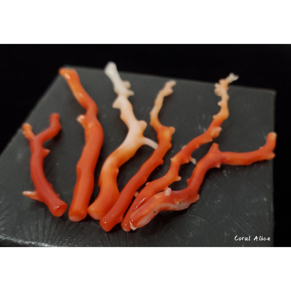 🌟Coral珊寶手作-天然阿卡珊瑚自然枝 37.7-81.3mm CO2P1-009-細節圖2