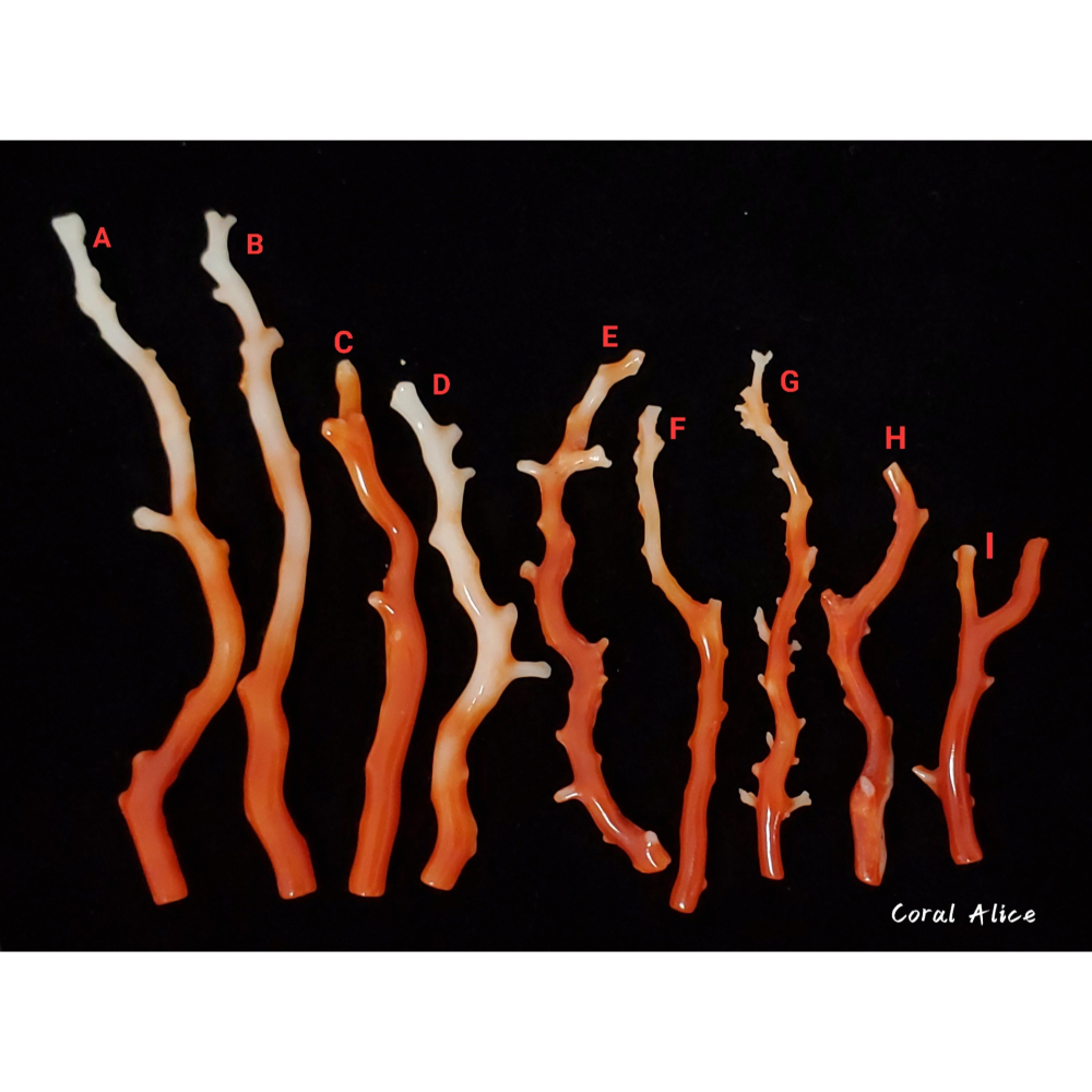 🌟Coral珊寶手作-天然阿卡珊瑚自然枝 37.7-81.3mm CO2P1-009-細節圖3