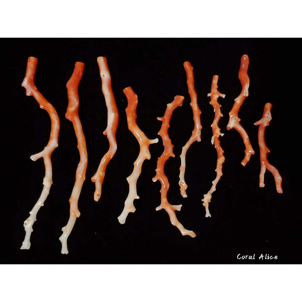🌟Coral珊寶手作-天然阿卡珊瑚自然枝 37.7-81.3mm CO2P1-009-細節圖5