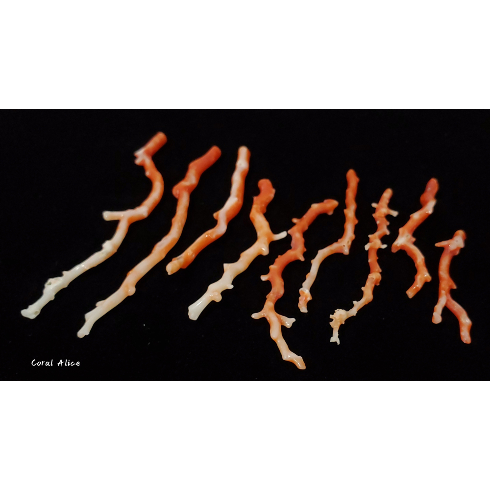 🌟Coral珊寶手作-天然阿卡珊瑚自然枝 37.7-81.3mm CO2P1-009-細節圖6