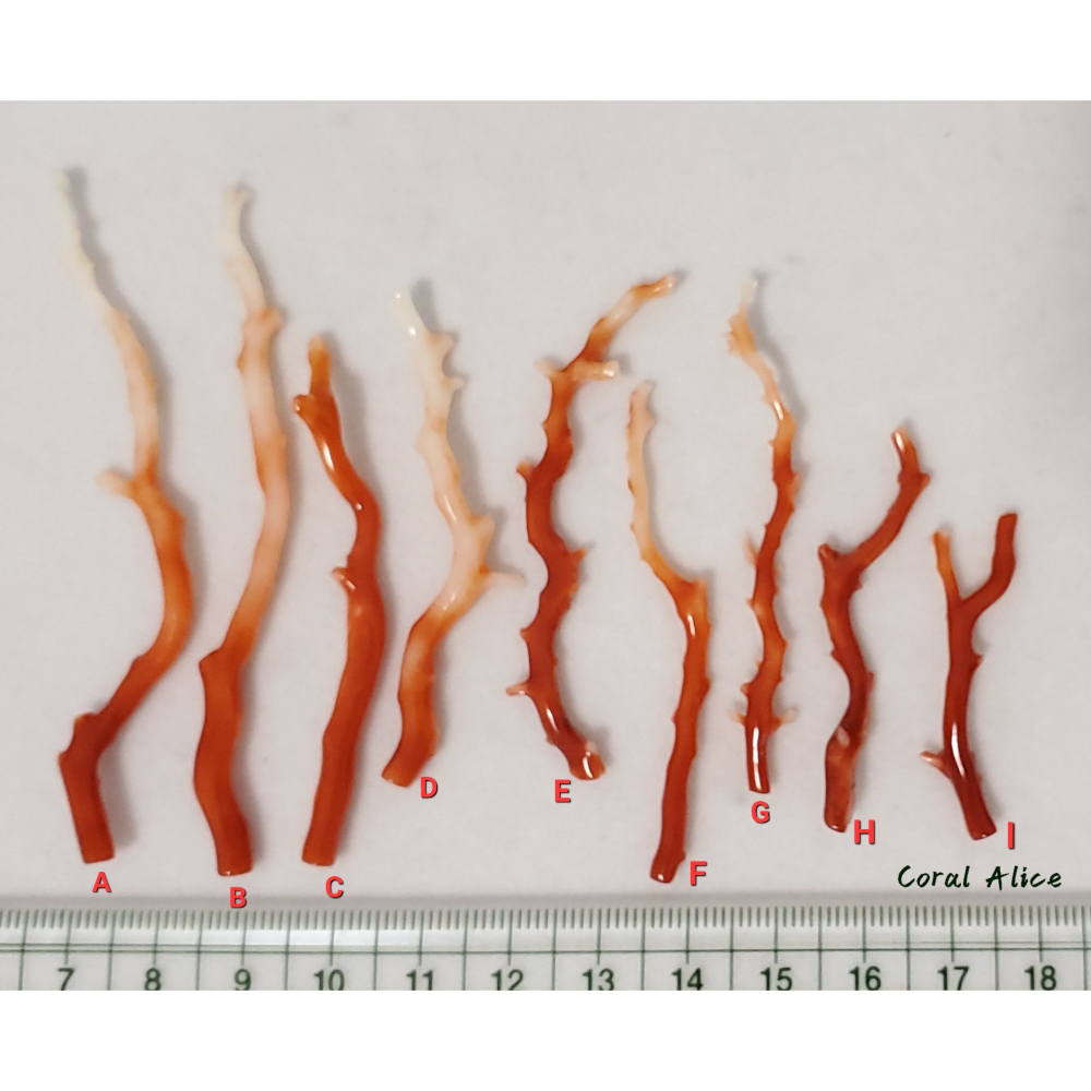 🌟Coral珊寶手作-天然阿卡珊瑚自然枝 37.7-81.3mm CO2P1-009-細節圖10