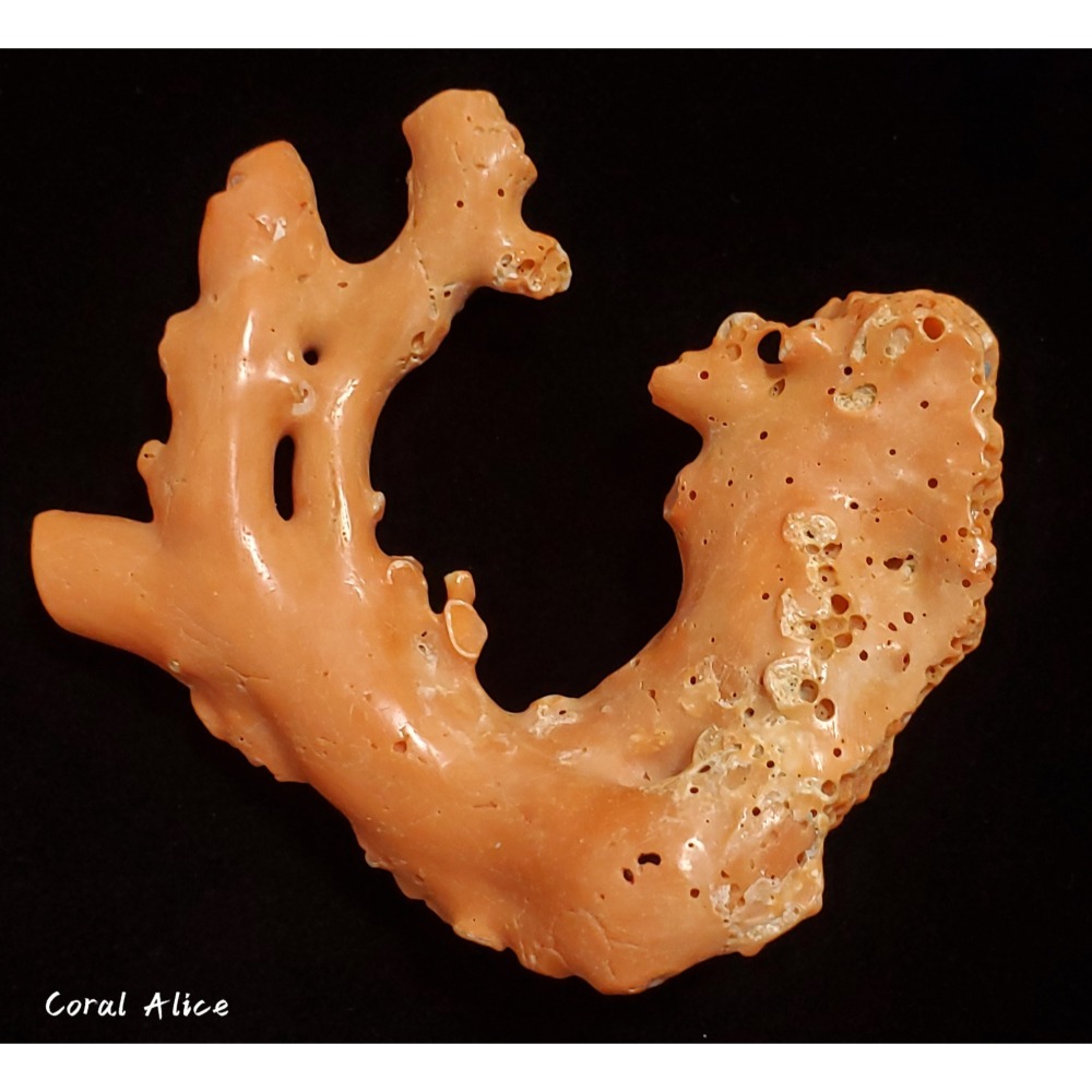 🌟Coral珊寶手作-天然momo珊瑚(蟲體) 95.9mm CO2P1-125-細節圖2