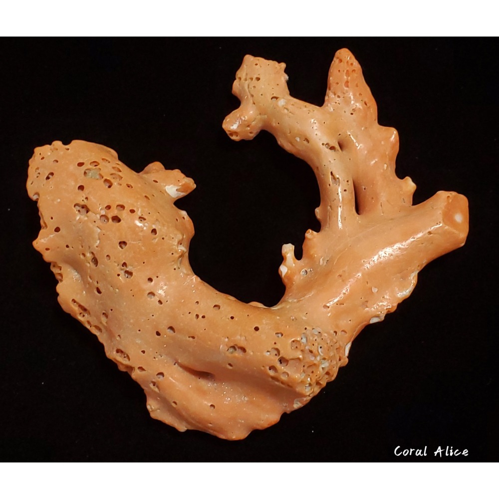 🌟Coral珊寶手作-天然momo珊瑚(蟲體) 95.9mm CO2P1-125-細節圖3