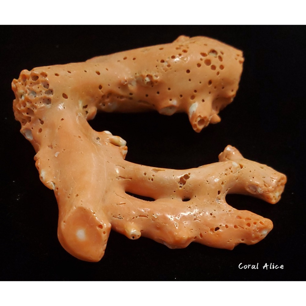 🌟Coral珊寶手作-天然momo珊瑚(蟲體) 95.9mm CO2P1-125-細節圖4