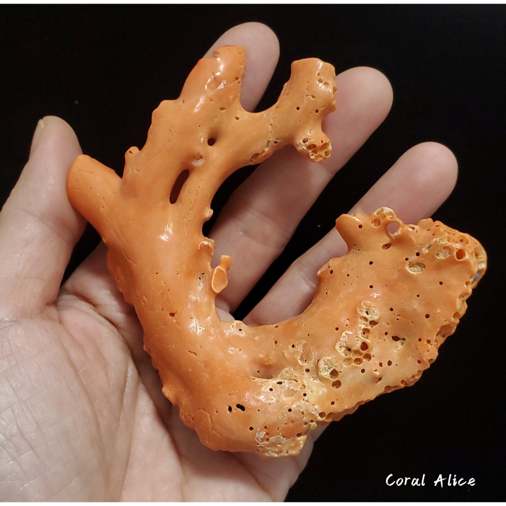 🌟Coral珊寶手作-天然momo珊瑚(蟲體) 95.9mm CO2P1-125-細節圖6