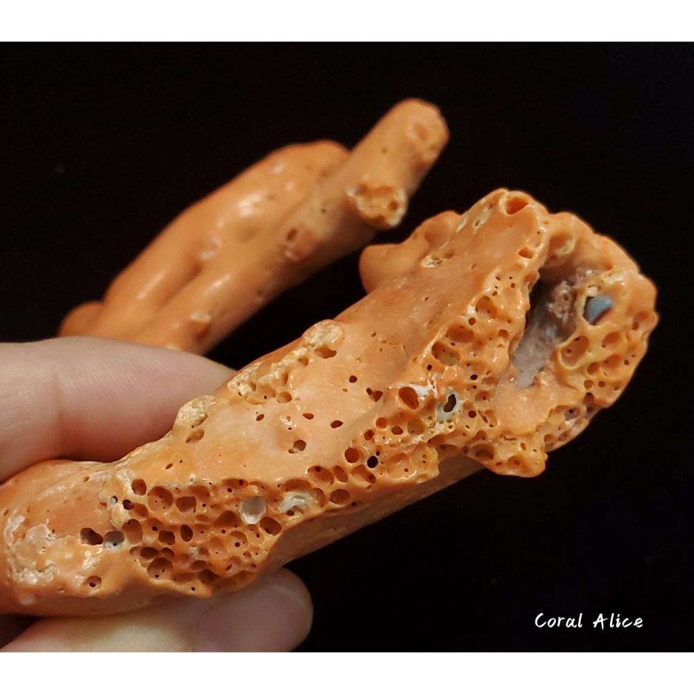 🌟Coral珊寶手作-天然momo珊瑚(蟲體) 95.9mm CO2P1-125-細節圖7