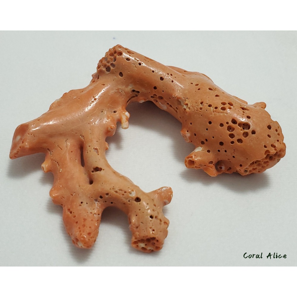 🌟Coral珊寶手作-天然momo珊瑚(蟲體) 95.9mm CO2P1-125-細節圖8