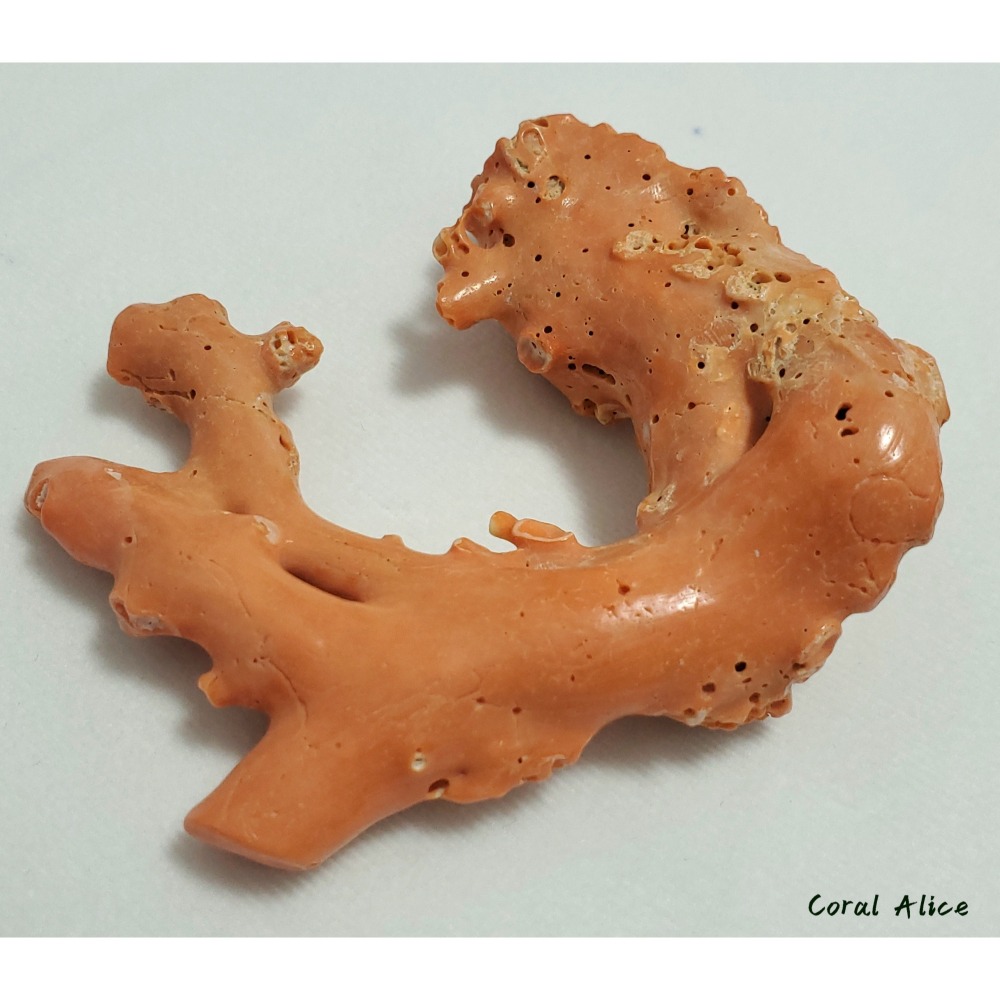 🌟Coral珊寶手作-天然momo珊瑚(蟲體) 95.9mm CO2P1-125-細節圖9