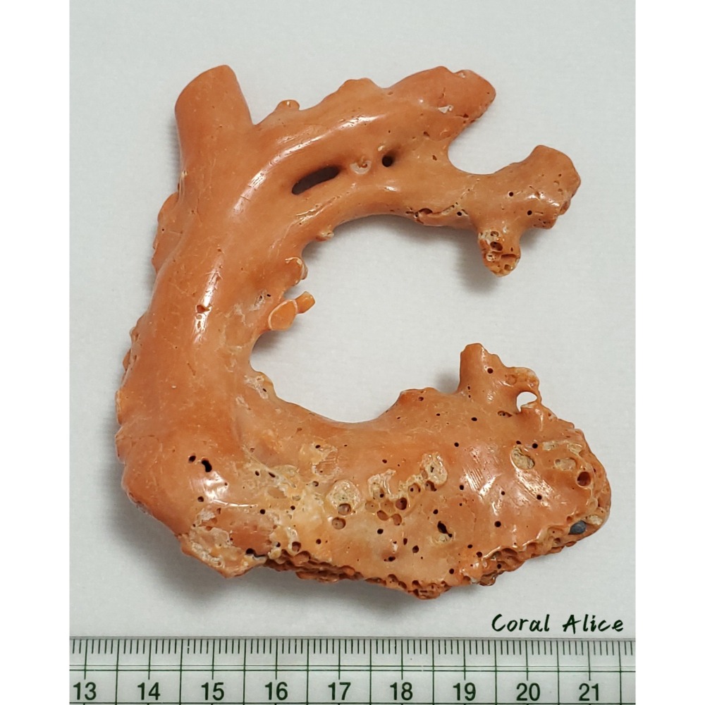 🌟Coral珊寶手作-天然momo珊瑚(蟲體) 95.9mm CO2P1-125-細節圖10