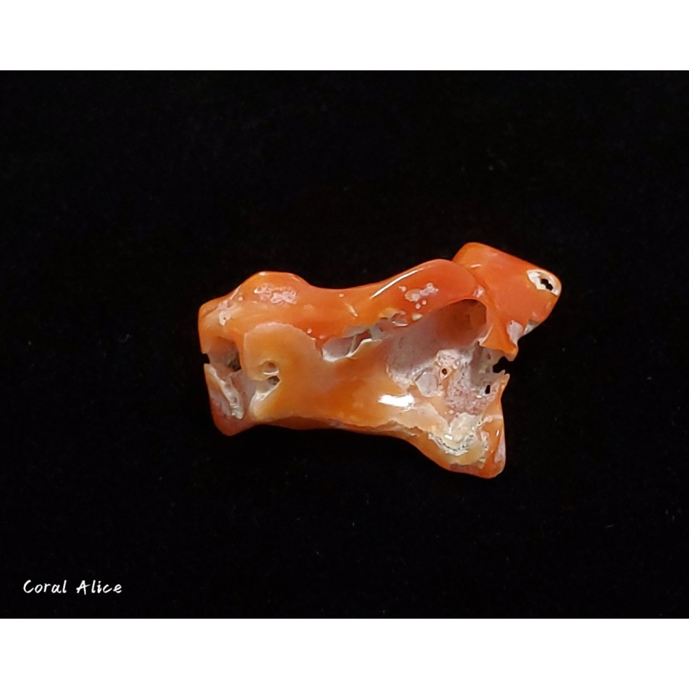 🌟Coral珊寶手作-天然阿卡珊瑚自然枝塊 29.2mm CO2P1-095-細節圖3