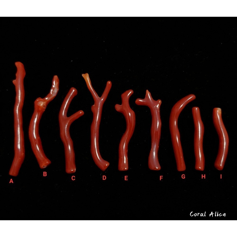 🌟Coral珊寶手作-天然阿卡珊瑚/赤血珊瑚自然枝(無孔) 27.8-50.8mm CO2P1-203-細節圖3
