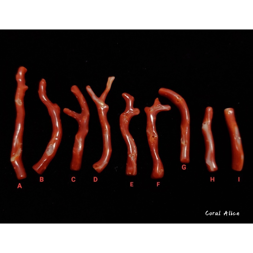 🌟Coral珊寶手作-天然阿卡珊瑚/赤血珊瑚自然枝(無孔) 27.8-50.8mm CO2P1-203-細節圖5