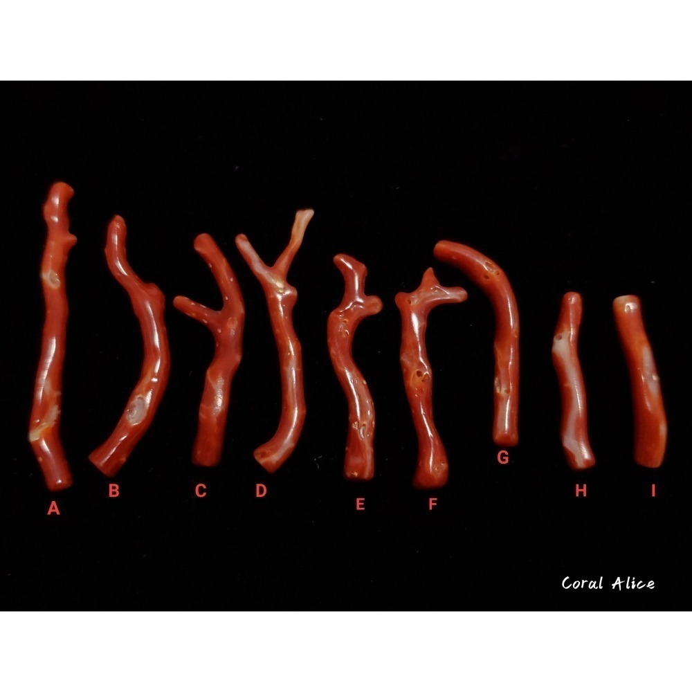 🌟Coral珊寶手作-天然阿卡珊瑚/赤血珊瑚自然枝(無孔) 27.8-50.8mm CO2P1-203-細節圖5