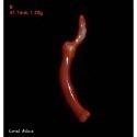 🌟Coral珊寶手作-天然阿卡珊瑚/赤血珊瑚自然枝(無孔) 27.8-50.8mm CO2P1-203-規格圖10