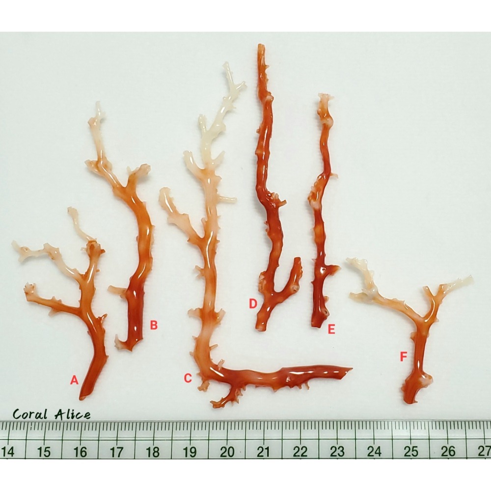 🌟Coral珊寶手作-天然阿卡珊瑚自然枝 (無孔) CO2P1-086-細節圖8
