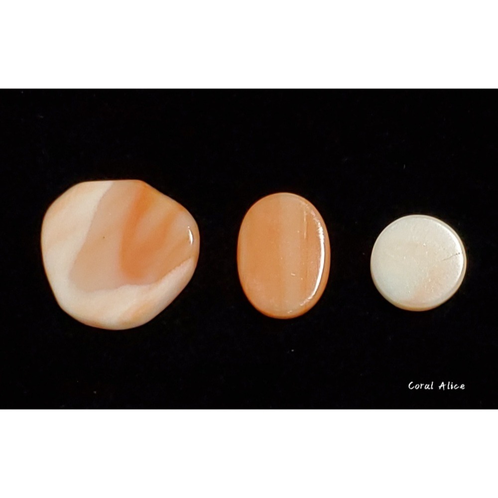 🌟Coral珊寶手作-天然深水珊瑚/白珊瑚片 CO2P1-082-細節圖3