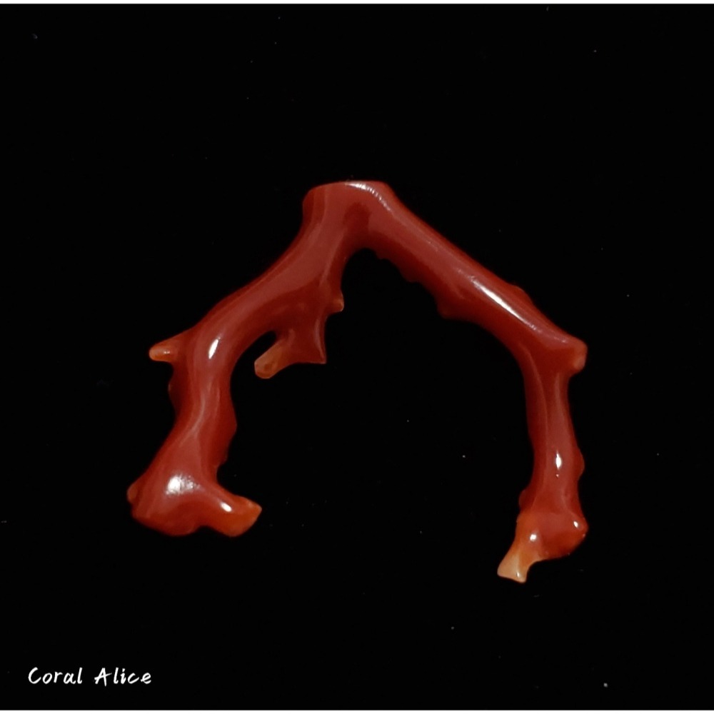 🌟Coral珊寶手作-天然阿卡珊瑚/紅珊瑚自然枝 33.7mm CO2P1-225-細節圖3