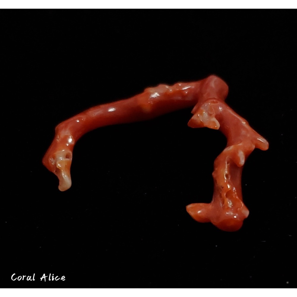 🌟Coral珊寶手作-天然阿卡珊瑚/紅珊瑚自然枝 33.7mm CO2P1-225-細節圖5