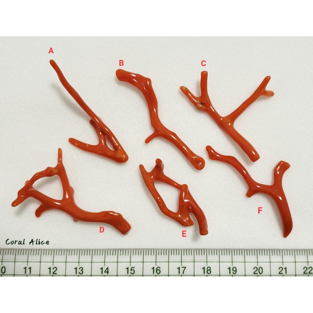 🌟Coral珊寶手作-天然沙丁珊瑚自然枝 38.5-53.0mm CO2P1-219-細節圖11