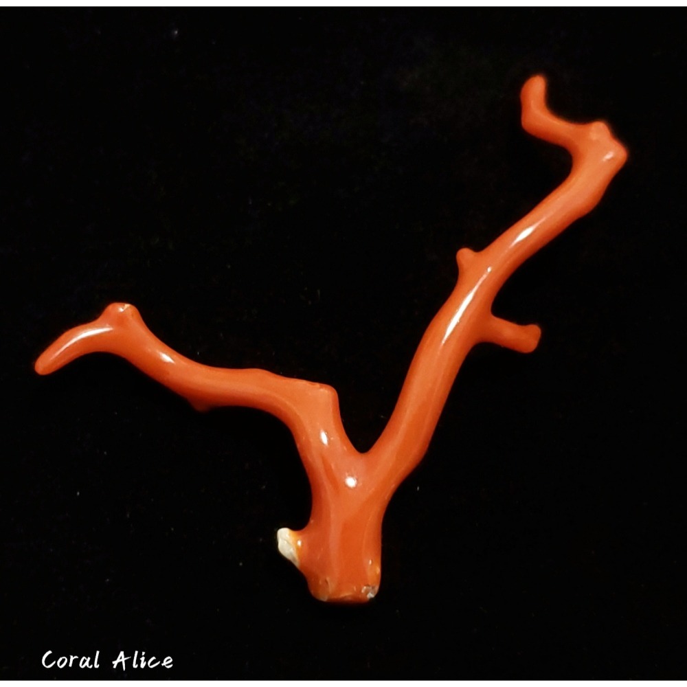 🌟Coral珊寶手作-天然沙丁珊瑚自然枝(無孔) 50.0mm CO2P1-217-細節圖3