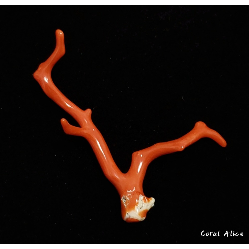 🌟Coral珊寶手作-天然沙丁珊瑚自然枝(無孔) 50.0mm CO2P1-217-細節圖4
