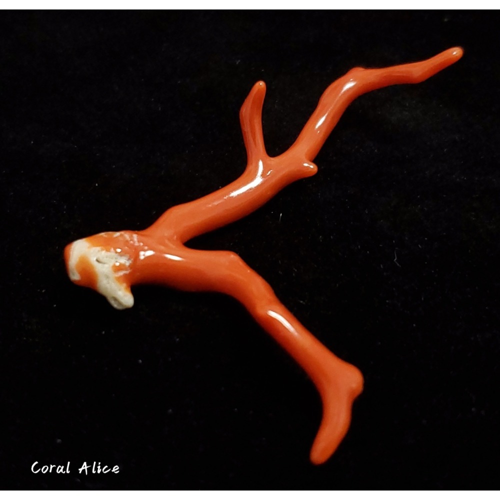 🌟Coral珊寶手作-天然沙丁珊瑚自然枝(無孔) 50.0mm CO2P1-217-細節圖5