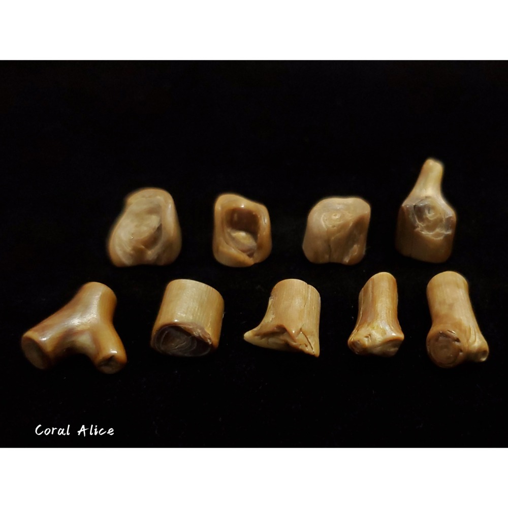 🌟Coral珊寶手作-天然夏威夷珊瑚自然枝段(無孔) CO2P1-224-細節圖6