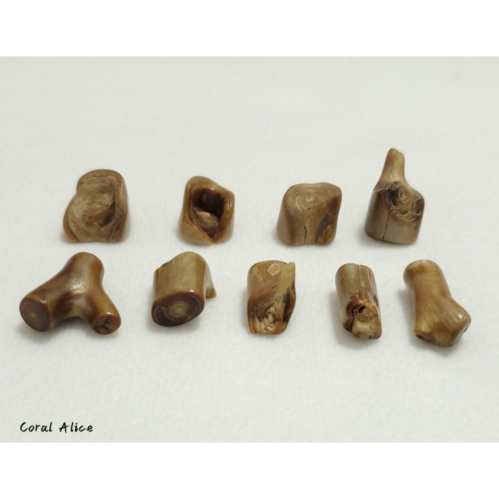 🌟Coral珊寶手作-天然夏威夷珊瑚自然枝段(無孔) CO2P1-224-細節圖10