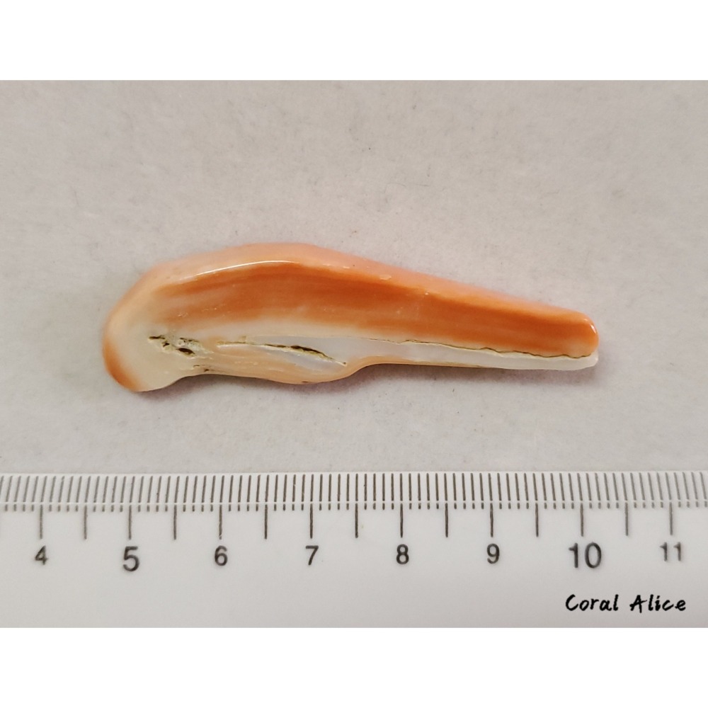 🌟Coral珊寶手作-天然特殊momo珊瑚(無孔)55.6mm CO2P1-519-細節圖5