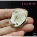 🌟Coral珊寶手作-天然白珊瑚根截座 CO2P1-587-規格圖8
