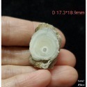🌟Coral珊寶手作-天然白珊瑚根截座 CO2P1-587-規格圖8