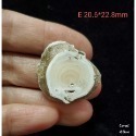 🌟Coral珊寶手作-天然白珊瑚根截座 CO2P1-587-規格圖8