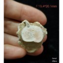 🌟Coral珊寶手作-天然白珊瑚根截座 CO2P1-587-規格圖8