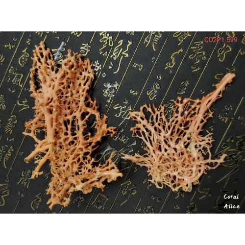 🌟Coral珊寶手作-天然特殊深海珊瑚 CO2P1-599 #收藏 #造景