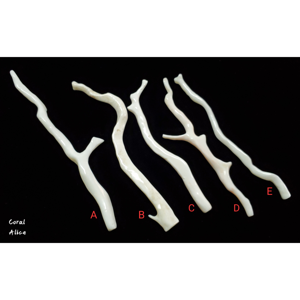 🌟Coral珊寶手作-天然白珊瑚自然枝11.6-14.9cm CO2P1-662-細節圖2