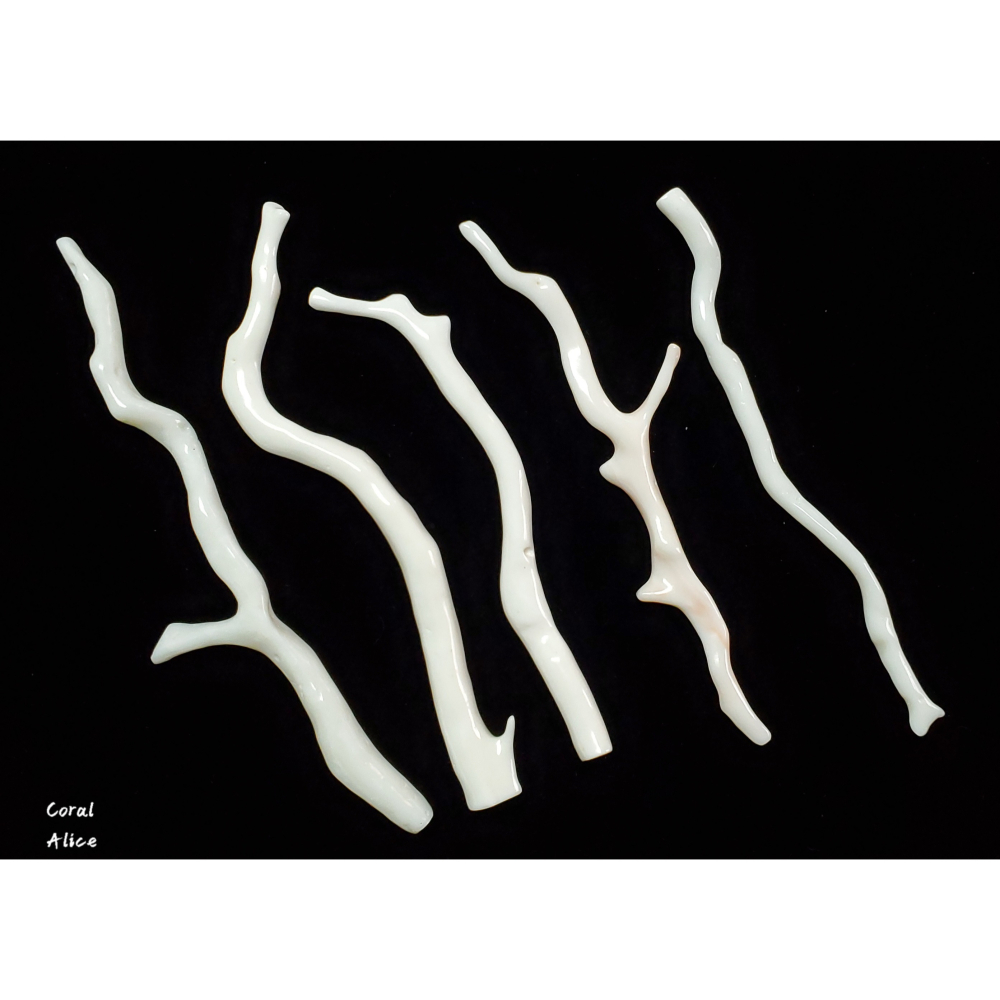 🌟Coral珊寶手作-天然白珊瑚自然枝11.6-14.9cm CO2P1-662-細節圖3