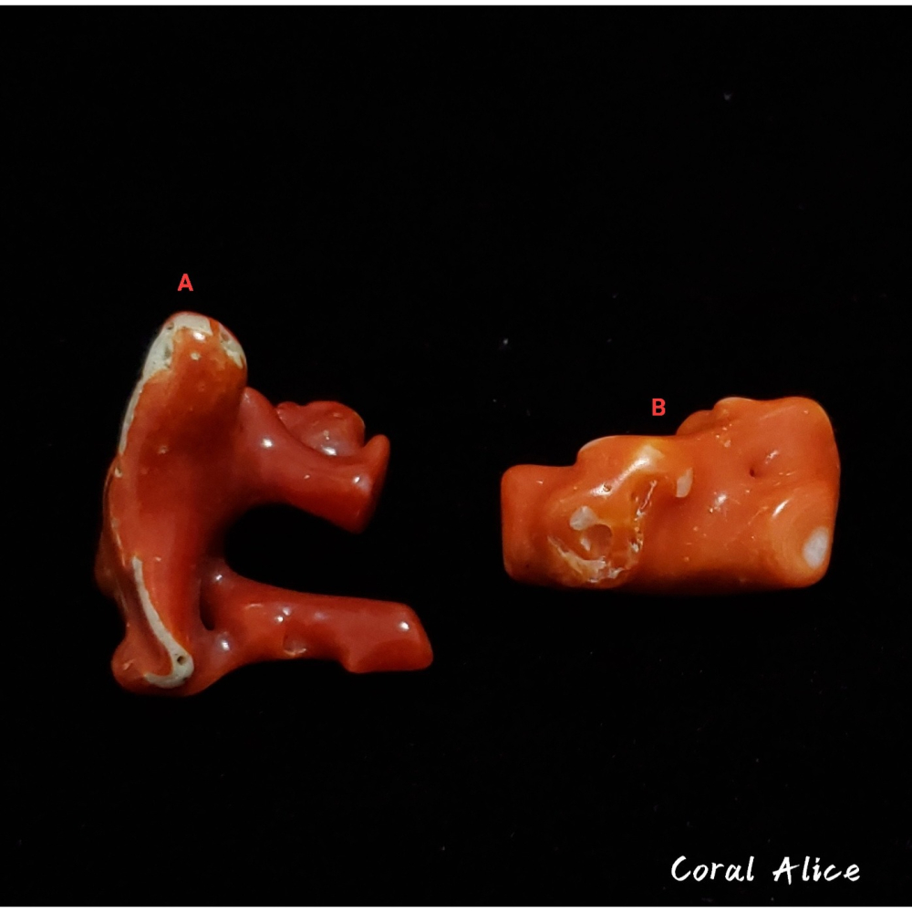 🌟Coral珊寶手作-天然特殊造型阿卡珊瑚塊(部份貝共生) CO2P1-227-細節圖5