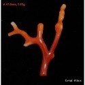 🌟Coral珊寶手作-天然阿卡珊瑚自然枝(無孔) 28.1-47.0mm CO2P1-254-規格圖11