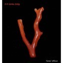 🌟Coral珊寶手作-天然阿卡珊瑚自然枝(無孔) 28.1-47.0mm CO2P1-254-規格圖11