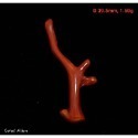 🌟Coral珊寶手作-天然阿卡珊瑚自然枝(無孔) 28.1-47.0mm CO2P1-254-規格圖11