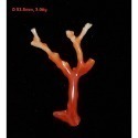 🌟Coral珊寶手作-天然阿卡珊瑚/紅珊瑚自然枝(無孔) 34.7-60.9mm CO2P1-247-規格圖10