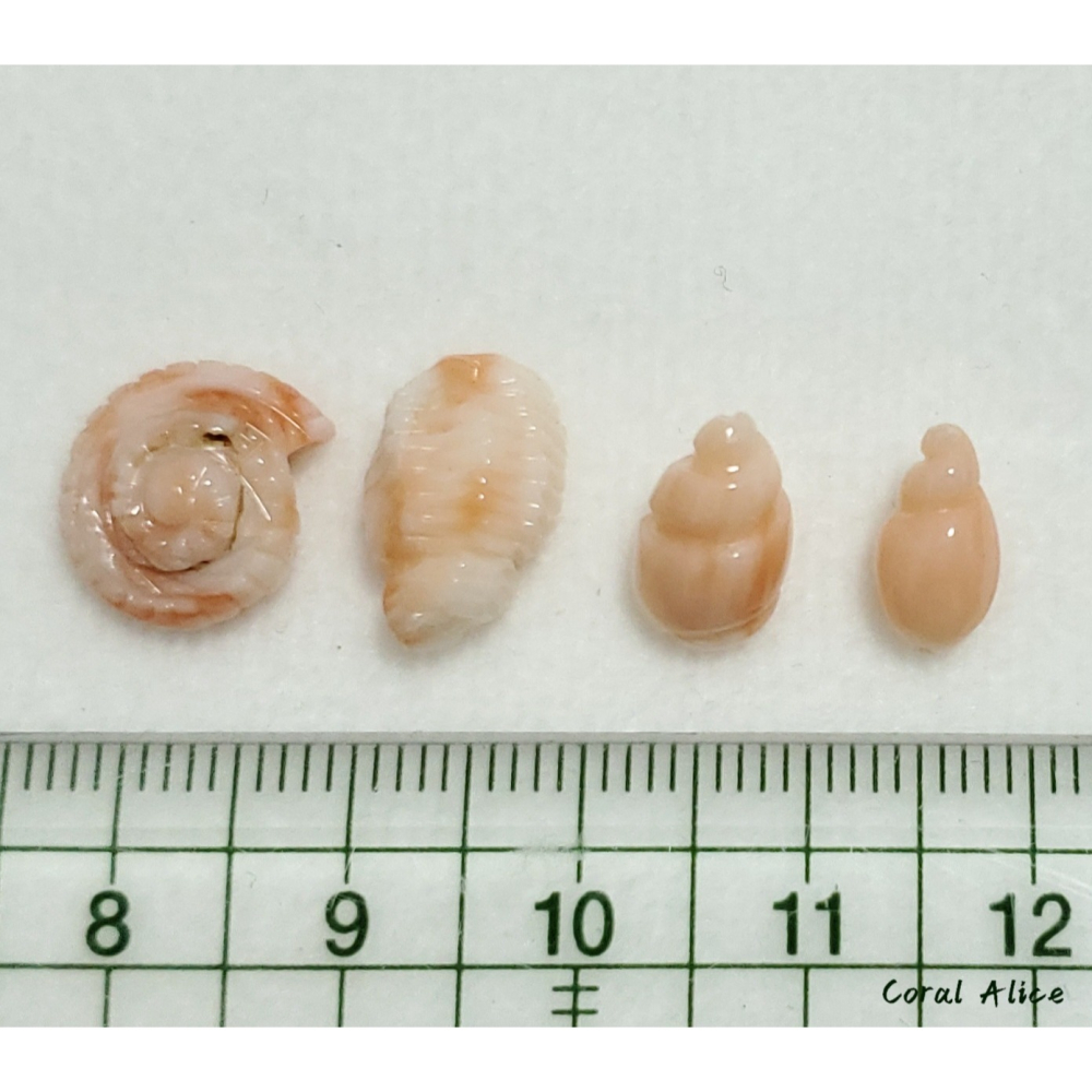 🌟Coral珊寶手作-天然深水珊瑚手工刻件(無孔) 10.7-14.3mm CO2S1-560-細節圖8