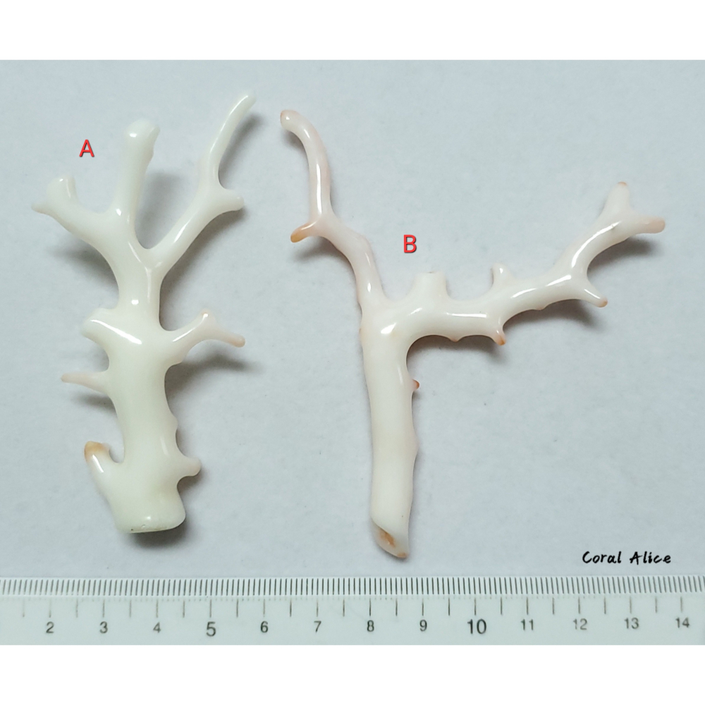 🌟Coral珊寶手作-天然白珊瑚/南枝珊瑚自然枝(無孔) CO2P1-718-細節圖9