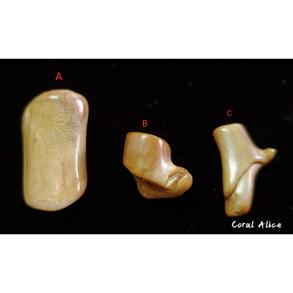 🌟Coral珊寶手作-天然夏威夷金珊瑚(無孔) CO2P1-723-細節圖2