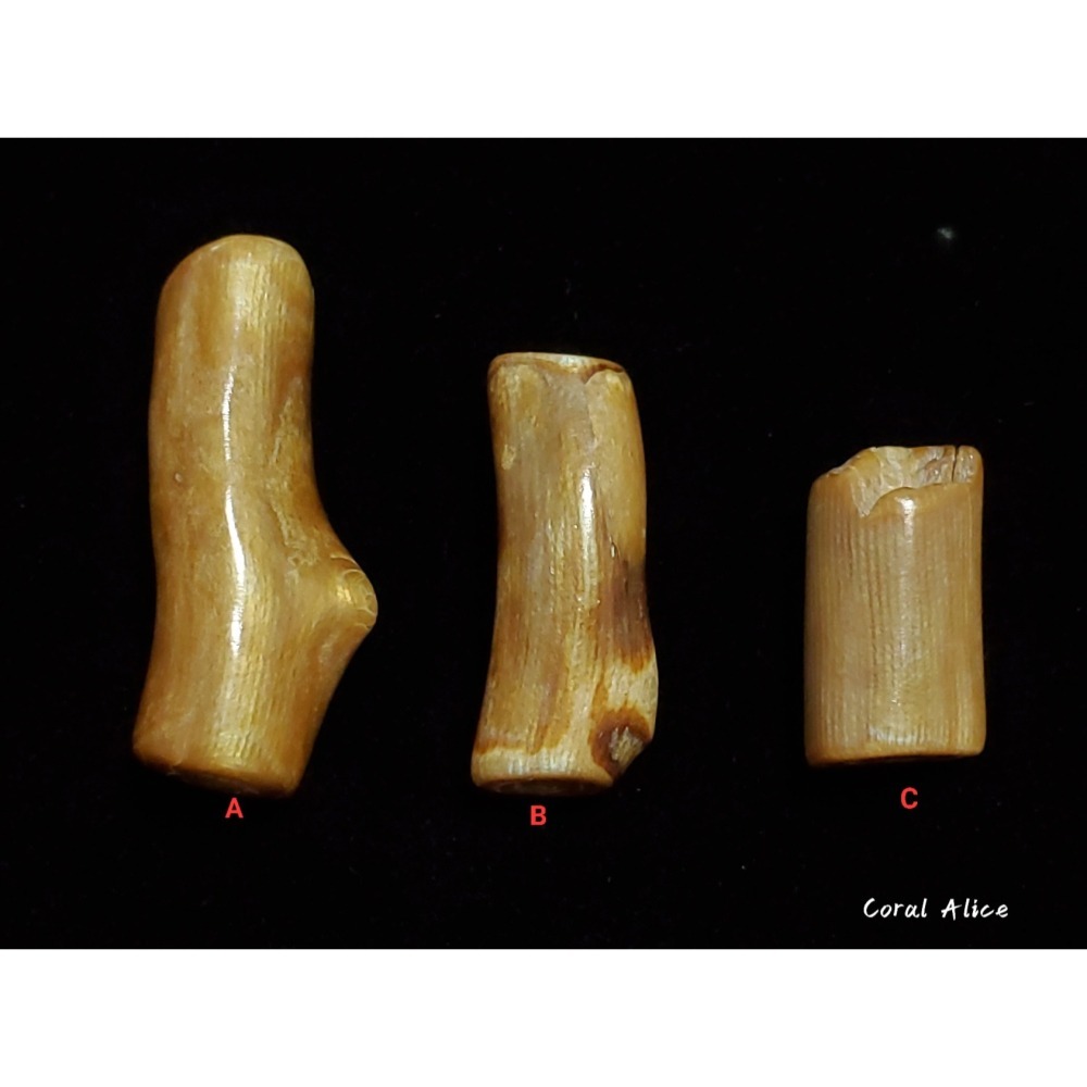 🌟Coral珊寶手作-天然夏威夷金珊瑚自然枝(無孔) CO2P1-113-細節圖3