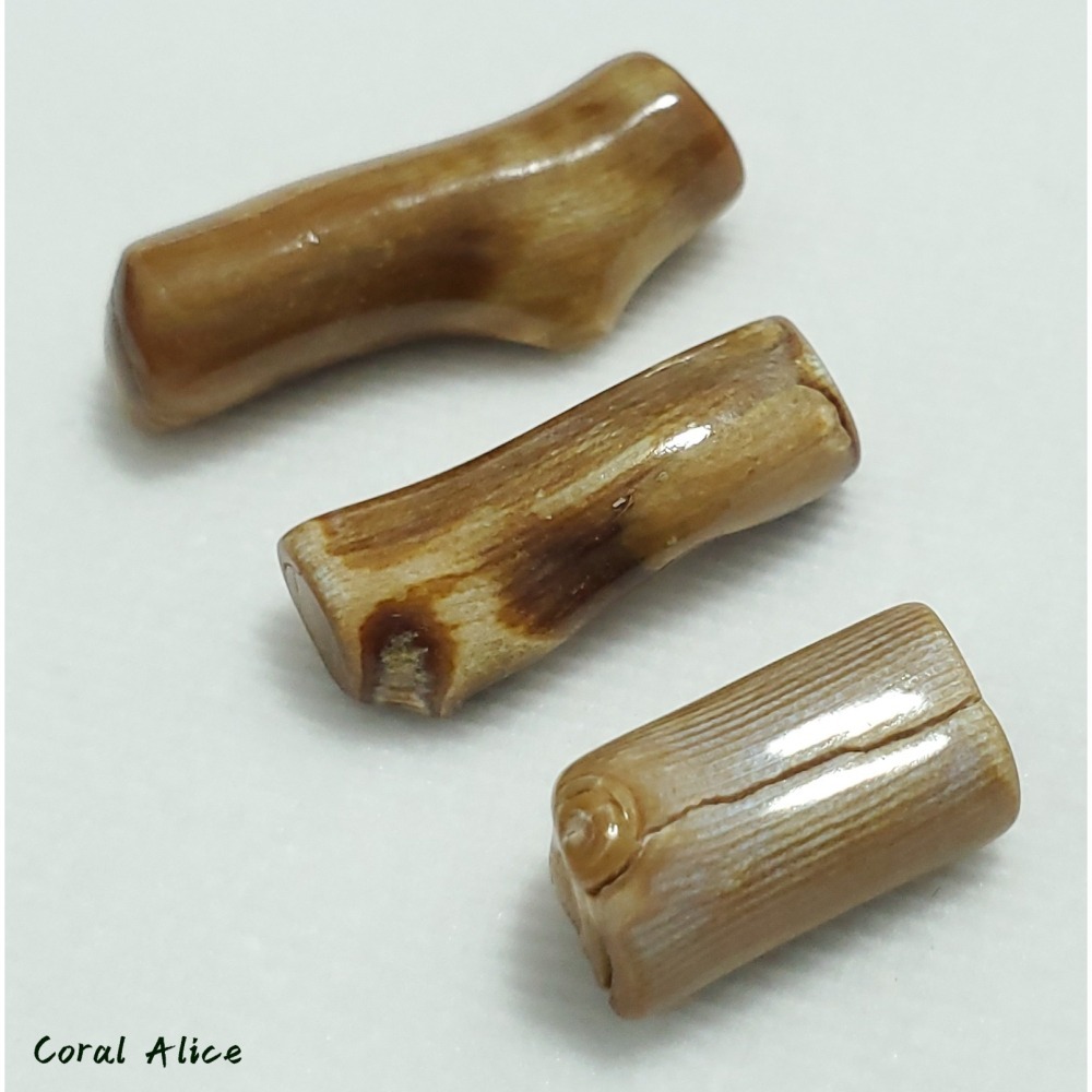 🌟Coral珊寶手作-天然夏威夷金珊瑚自然枝(無孔) CO2P1-113-細節圖7