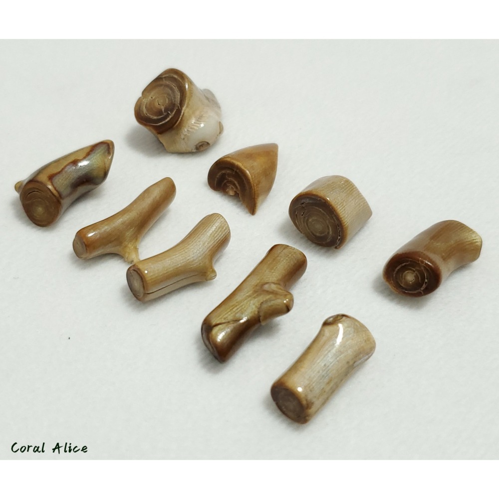 🌟Coral珊寶手作-天然夏威夷深水金珊瑚自然枝段 (無孔) CO2P1-172-細節圖9
